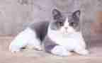 猫创新教案7篇