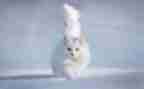 熊猫我介绍作文优质8篇
