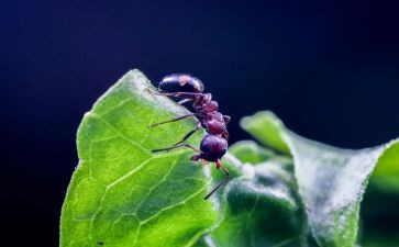 小蚂蚁的作文通用8篇