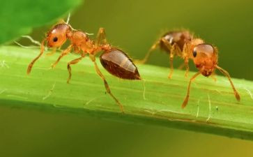 小班逗蚂蚁教案优秀5篇