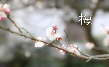 向时代楷模张桂梅心得体会优质5篇