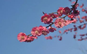 先进事迹张桂梅心得体会通用6篇