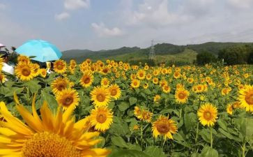 小花伞小班美术活动教案8篇