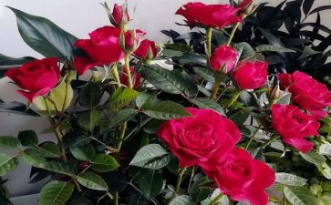 玫瑰与教育的读书心得6篇