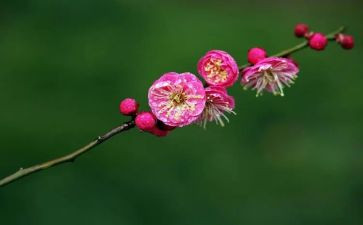 梅花魂教案8篇