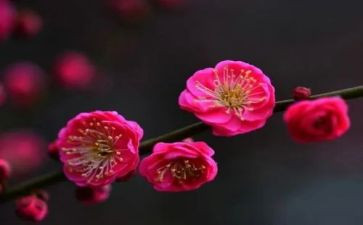 关于梅花的教案6篇
