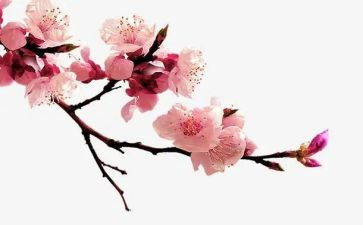 画梅花作文600字推荐5篇