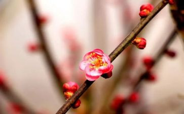 画梅花作文500字5篇