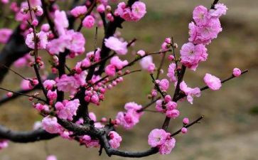 《梅花魂》教案5篇