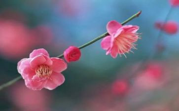 梅花魂教案模板8篇