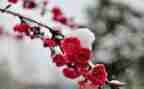 仿写梅花的作文7篇
