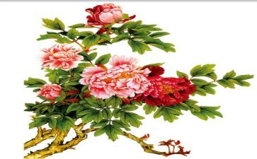牡丹节的作文最新5篇