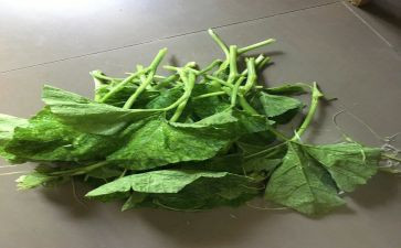 种南瓜苗作文推荐7篇