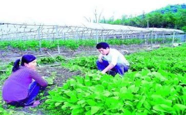 农技2023工作总结7篇