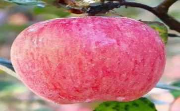小班苹果教案模板6篇