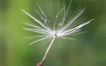 蒲公英读后感7篇
