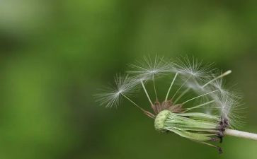 蒲公英的作文通用7篇