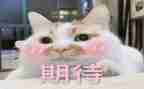 期待的我作文优秀7篇