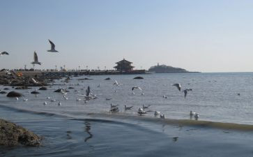 2024青岛作文参考8篇