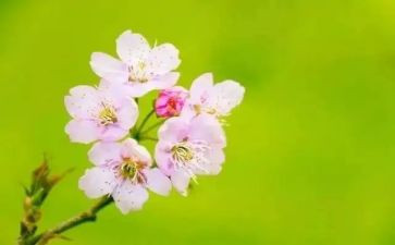 三月植树节演讲稿7篇