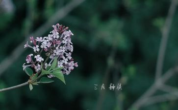 幼儿园中班三月份工作总结范文8篇