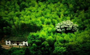 山林地转让合同范本6篇