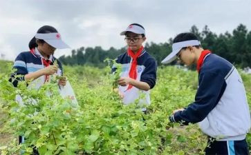 实践课实践调查报告5篇