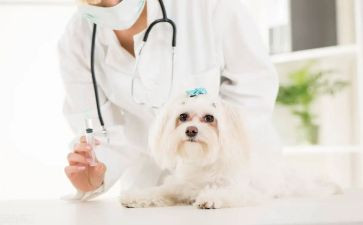 兽医师的述职报告最新8篇