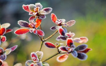 霜的工作的读后感精选5篇