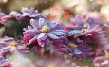 霜的工作的读后感最新8篇