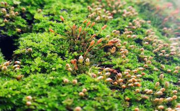 苔的材料作文通用5篇