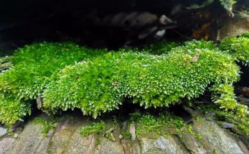 苔的材料作文8篇