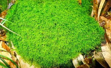 苔的材料作文精选7篇