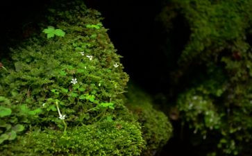 《苔》材料作文最新7篇