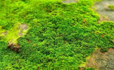 《苔》材料作文推荐7篇