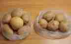 种土豆作文最新7篇