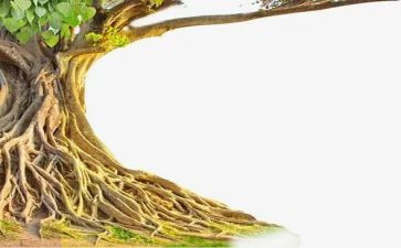 ___我的根作文模板6篇