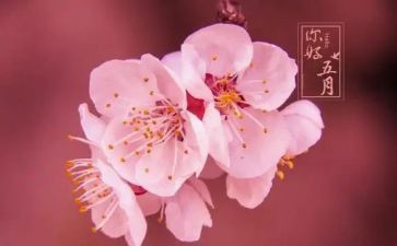 销售五月份的工作计划6篇