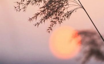 骆驼祥子读后感6篇
