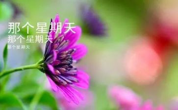写那个星期天的作文优秀7篇