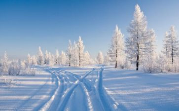 鲁迅的雪读后感300字5篇