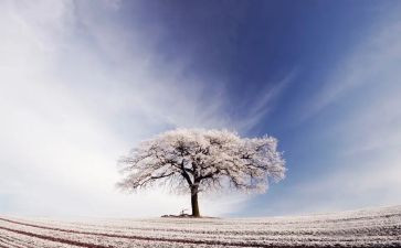关于雪的科学活动教案8篇