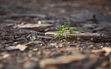 《野草》的心得体会100精选7篇