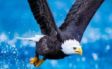 鹰的故事观后感5篇