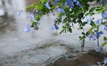 杭州的雨作文参考8篇