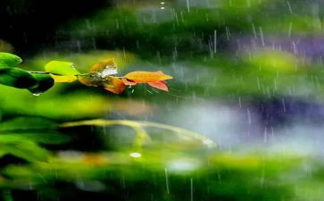 英雄雨来的读后感500字6篇