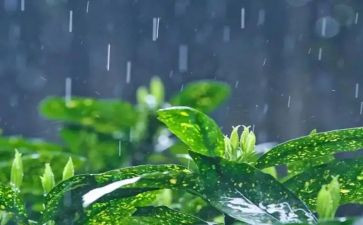 雨后的我作文通用7篇
