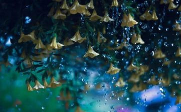 心中的雨作文500字8篇