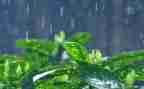 雨后的我作文通用7篇