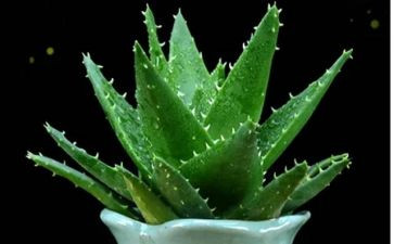 养植物作文精选6篇
